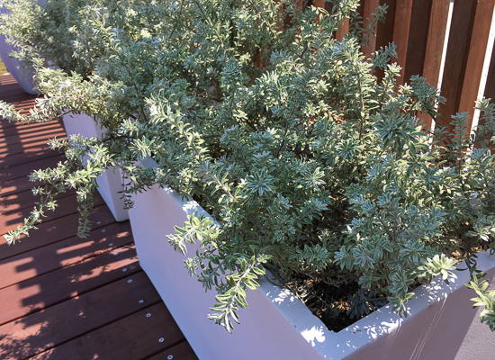 魅力的な植栽プラン提案